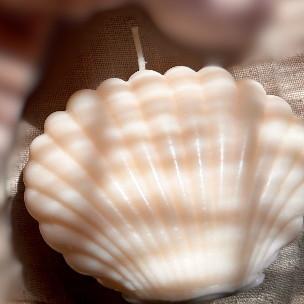 By the Seashore Seashell